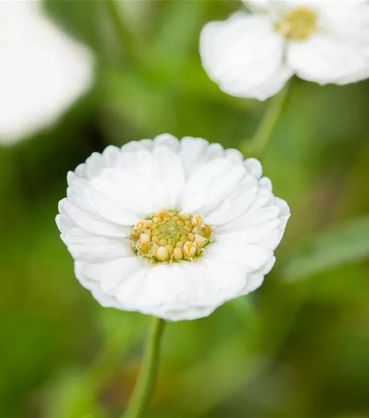 Achillée 'The Pearl'