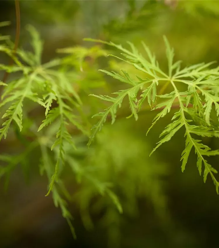Fächerahorn 'Emerald Lace'