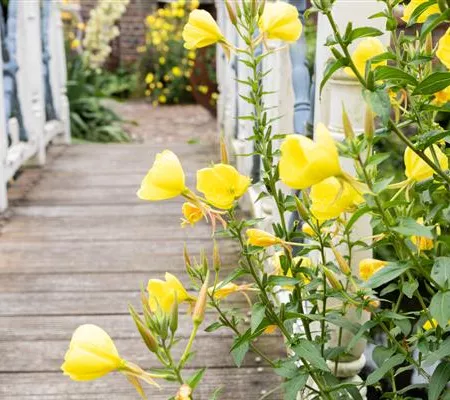Im Herbst ist es Zeit, um Stauden im Garten zu pflanzen