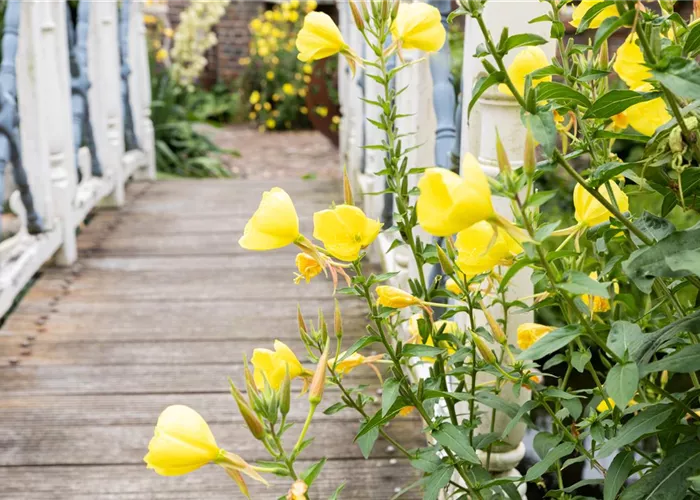 L'automne est le moment idéal pour planter des plantes vivaces dans le jardin