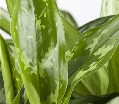 Aglaonema commutatum