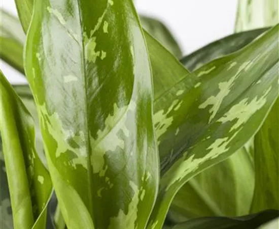 Aglaonema commutatum