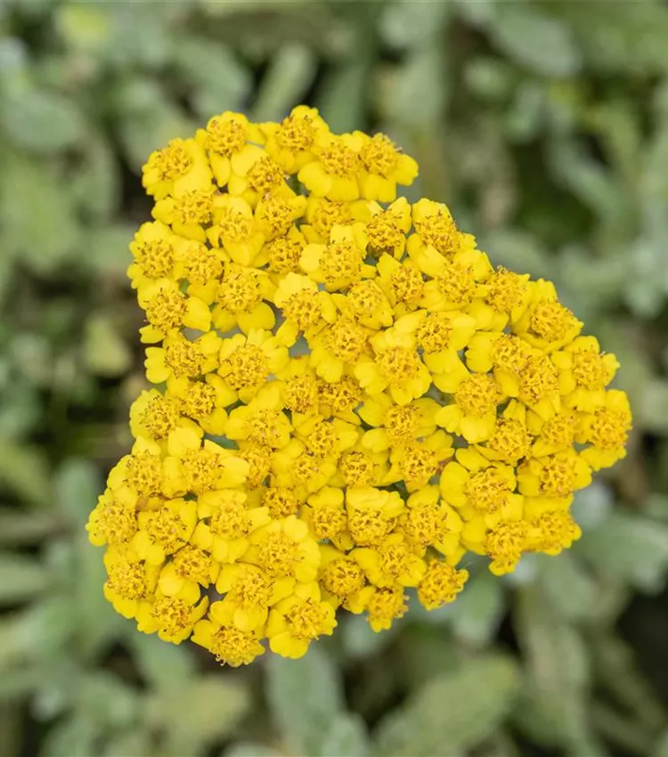 Filzige Teppich-Garbe