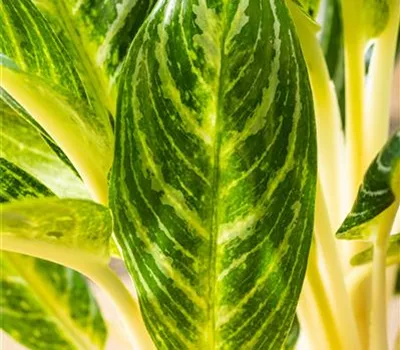 Aglaonema commutatum 'Key Lime'™