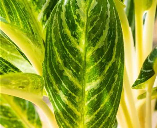 Aglaonema commutatum 'Key Lime'™
