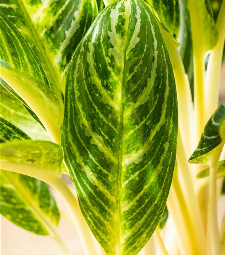 Aglaonema commutatum 'Key Lime', Aglaonma ''Key Lime'' | RICOTER  Erdaufbereitung AG