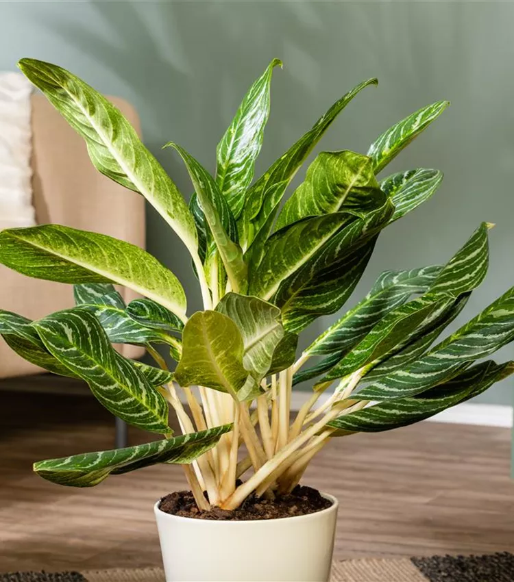best size pot for monstera deliciosa Monstera Deliciosa 'Swiss Cheese Plant' Houseplant 17cm Pot main image 0