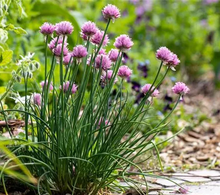 Mehrjährige Kräuter bereichern Garten, Küche und Hausapotheke