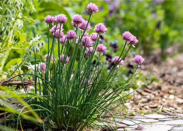 Mehrjährige Kräuter bereichern Garten, Küche und Hausapotheke