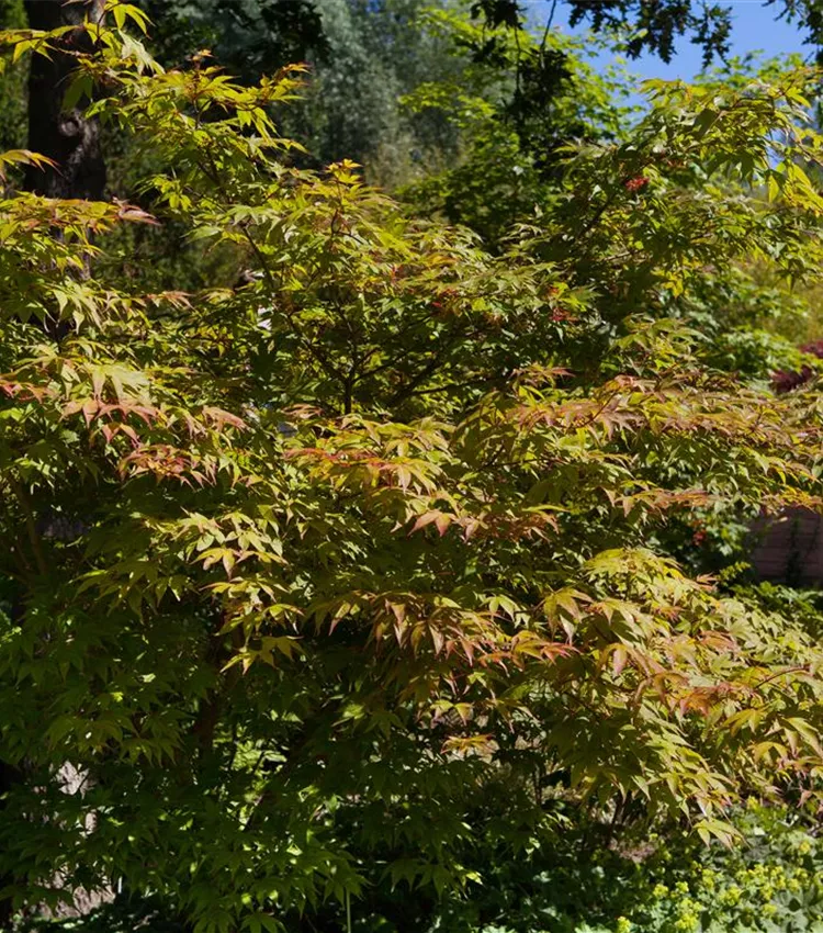 Fächerahorn 'Katsura'