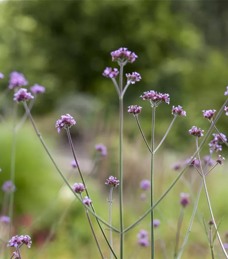 Verveine de Buenos-Aires