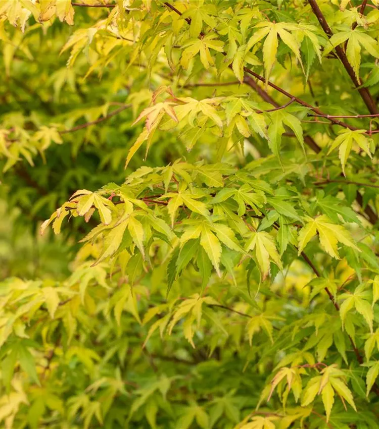 Fächerahorn 'Katsura'