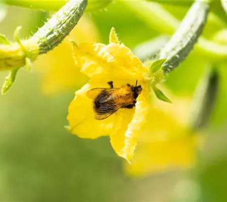 Soutenir les abeilles sauvages dans le jardin: un must pour tous les amis de la nature Soutenir les abeilles sauvages dans le jardin: un must pour tous les amis de la nature