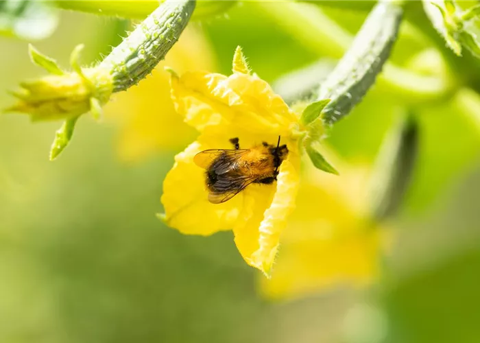 Soutenir les abeilles sauvages dans le jardin: un must pour tous les amis de la nature Soutenir les abeilles sauvages dans le jardin: un must pour tous les amis de la nature