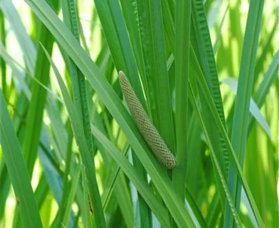 Acorus calamus Acorus calamus