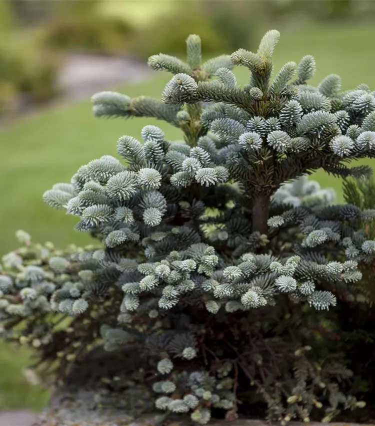 Blaue Spanische Tanne 'Glauca Compacta'