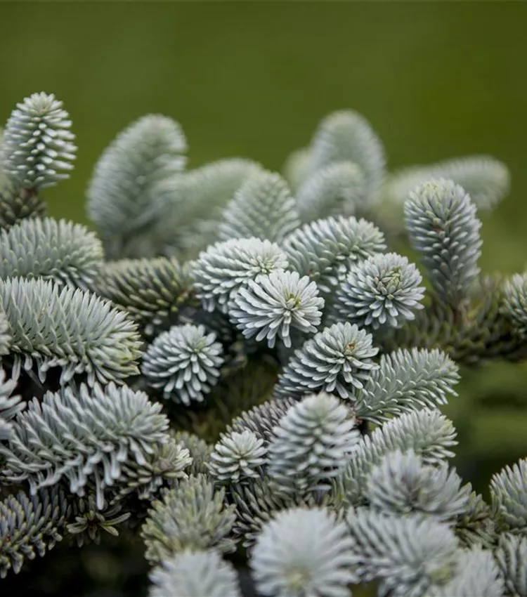 Blaue Spanische Tanne 'Glauca Compacta'