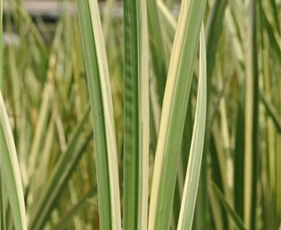 Acorus calamus 'Variegatus' Acorus calamus 'Variegatus'