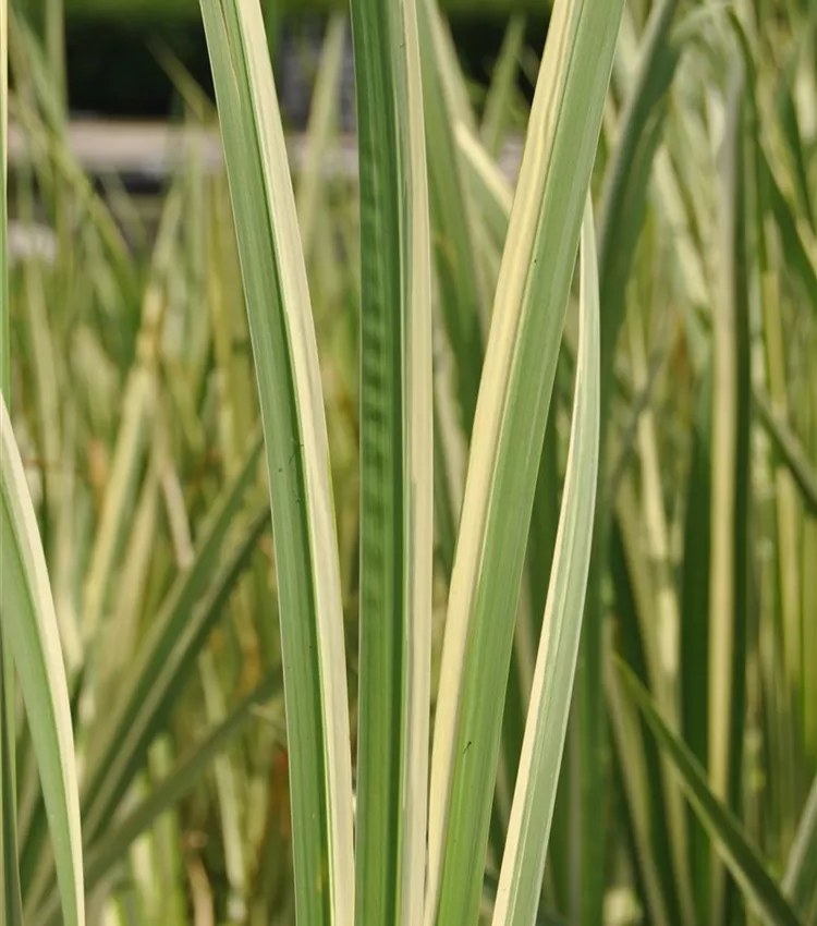 Weissgestreifter Garten-Kalmus 'Variegatus'