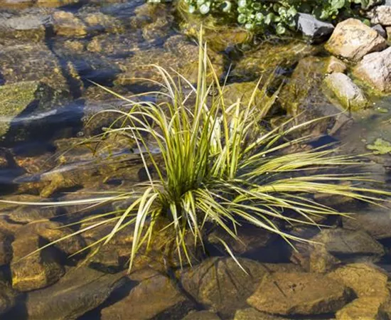 Acorus gramineus Acorus gramineus