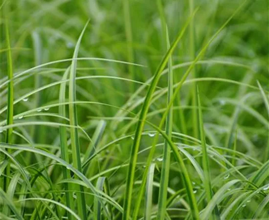 Acorus gramineus 'Ogon'