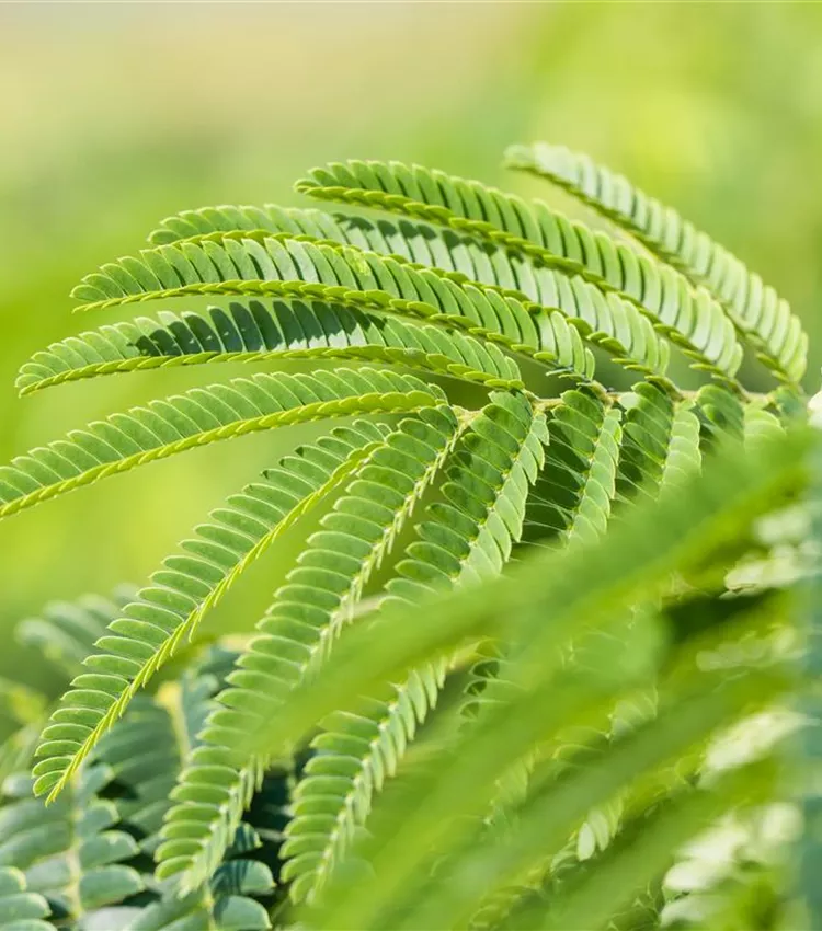 Arbre de soie