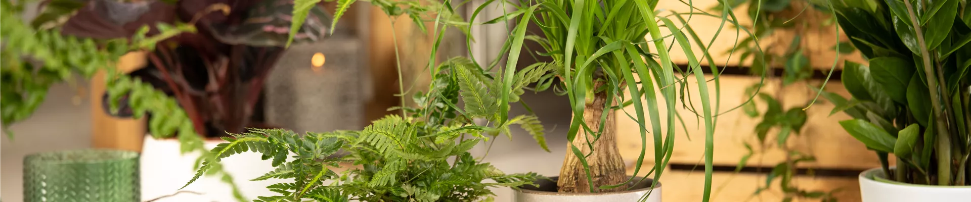 GS610240.jpg GS610240.jpg