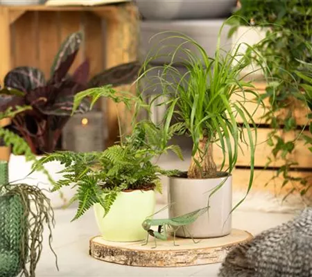 Urban Jungle – die perfekten Pflanzen für ein exotisches Zuhause Urban Jungle – die perfekten Pflanzen für ein exotisches Zuhause