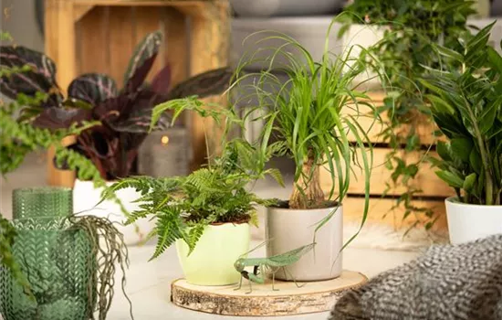 Jungle urbaine : les plantes parfaites pour un intérieur exotique