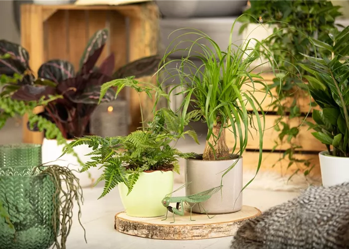 Jungle urbaine: les plantes parfaites pour un intérieur exotique Jungle urbaine: les plantes parfaites pour un intérieur exotique