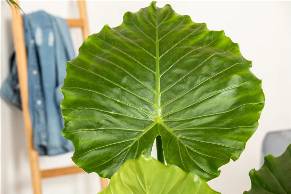 Jungle urbaine : les plantes parfaites pour un intérieur exotique | RICOTER  Erdaufbereitung AG