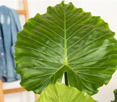 Alocasia gageana