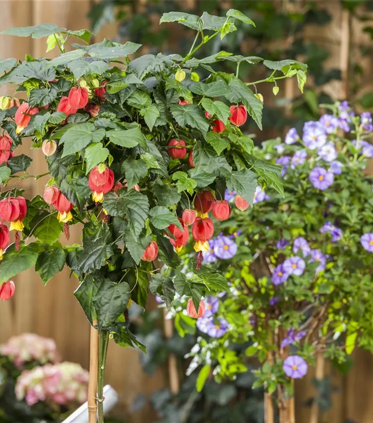 Abutilon megapotamicum, Rio-Grande-Abutilon | RICOTER Erdaufbereitung AG