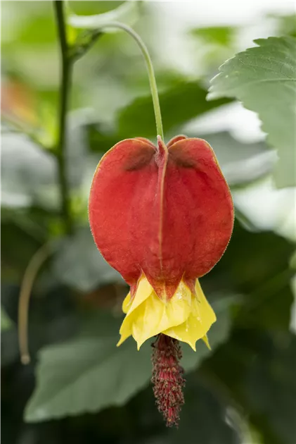 Abutilon megapotamicum, Rio-Grande-Abutilon | RICOTER Erdaufbereitung AG