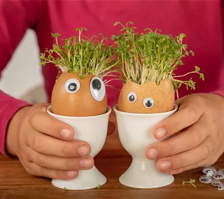 Kresse auf der Fensterbank ziehen – ein Muss für kalte Wintertage