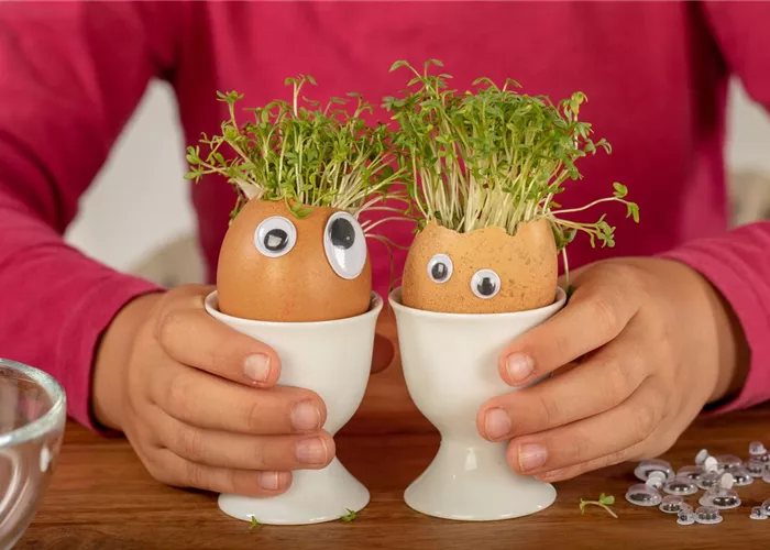 Kresse auf der Fensterbank ziehen – ein Muss für kalte Wintertage