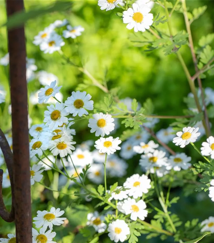 Arctanthemum