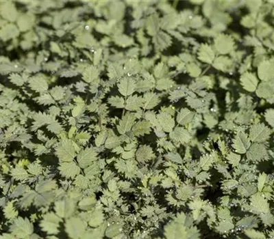 Acaena buchananii