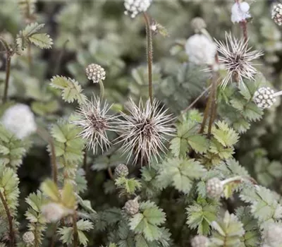 Acaena caesiiglauca