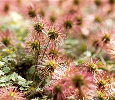 Acaena magellanica