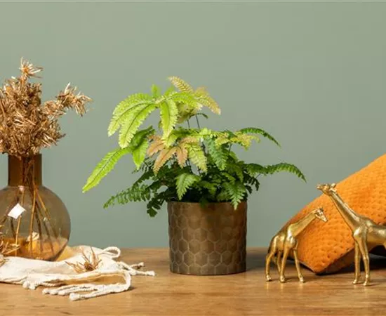 Adiantum hispidulum 'Bronze Venus'