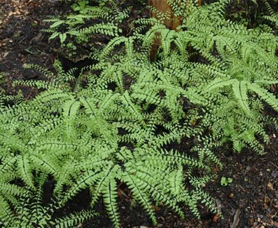 Adiantum pedatum
