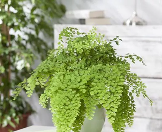 Adiantum raddianum 'Fragans'