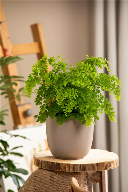 Adiantum Raddianum Fragrans Fougère Cheveux De Vénus Plante D'Intérieur