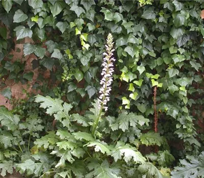 Acanthus mollis
