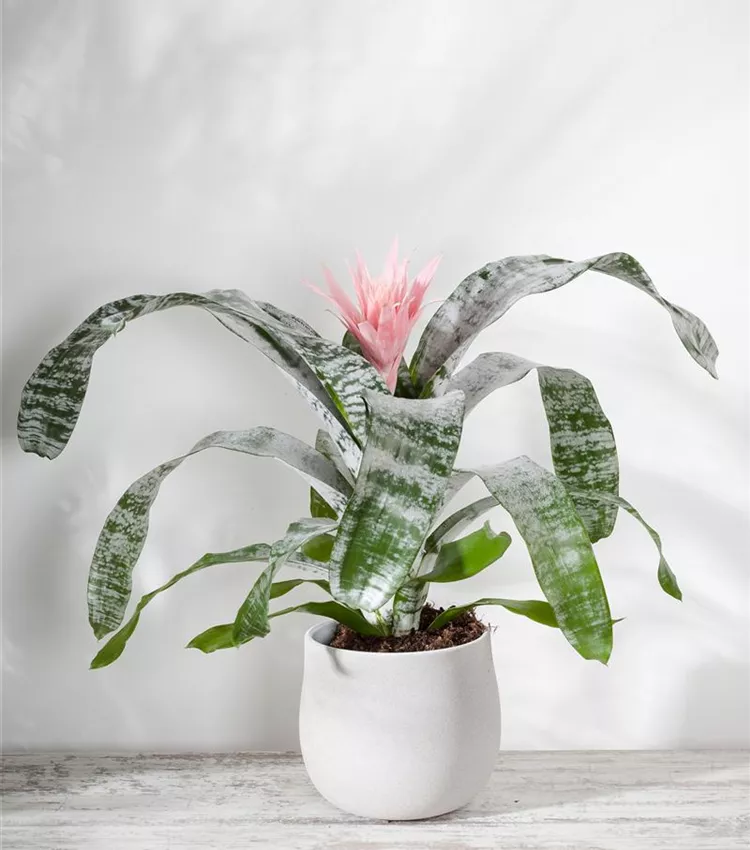 Aechmea, Lanzenrosette | RICOTER Erdaufbereitung AG