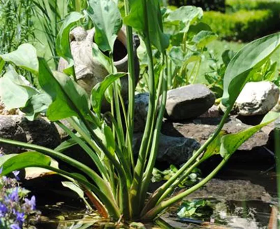 Alisma plantago-aquatica