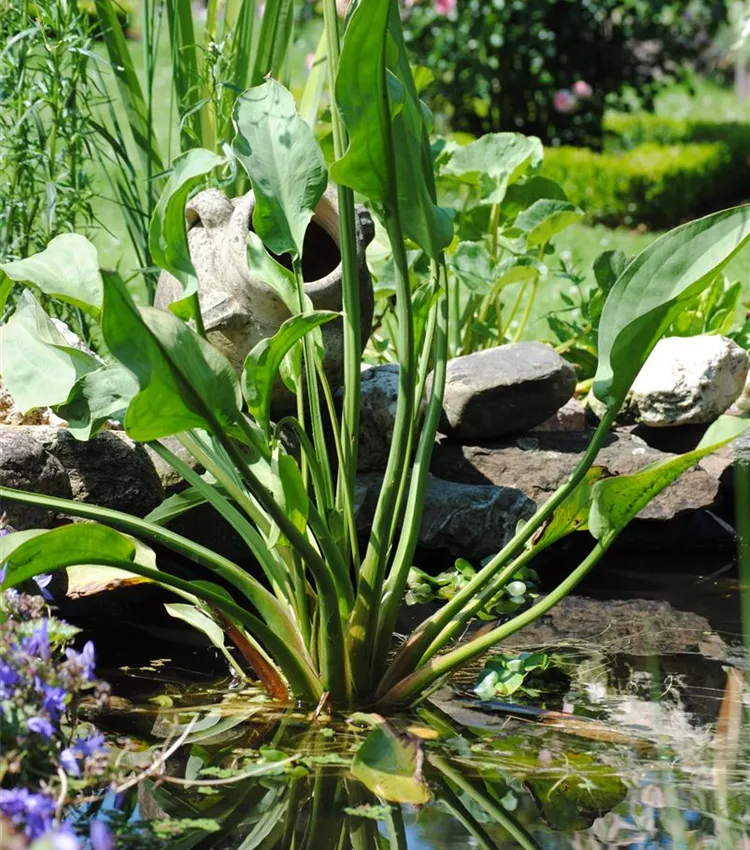 Plantain d'eau