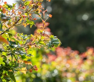 Acer 'Ample Surprise'