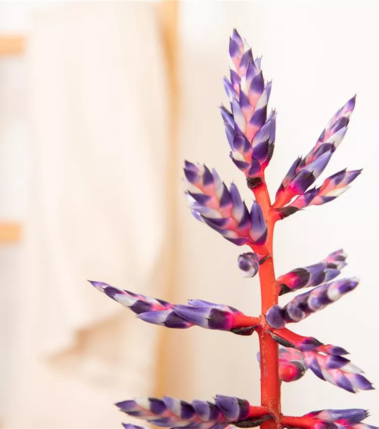 Aechmea 'Blue Rain'
